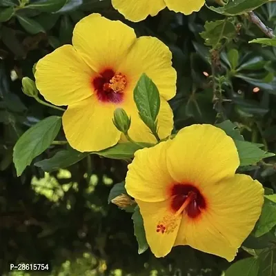 Platone Hibiscus Plant yellow gudhal plant-thumb3