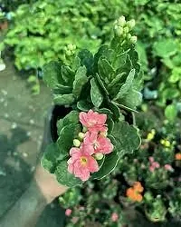 Platone Kalanchoe Plant KALNCHOE PLANT JJKK-thumb2