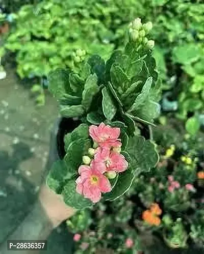 Platone Kalanchoe Plant KALNCHOE PLANT JJKK-thumb3