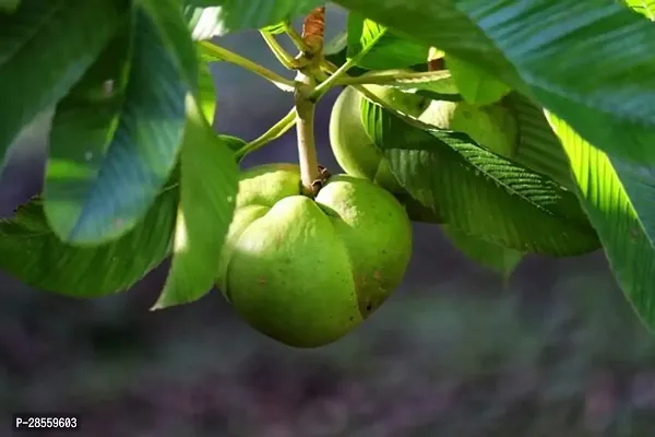 Platone Elephant Apple Plant Elephant Apple Plant-thumb2