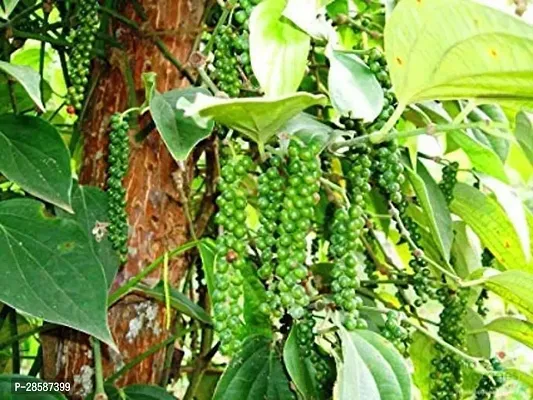 Platone Black Pepper Plant Live Black Pepper Plants-thumb2