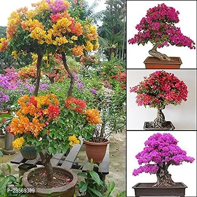 Platone Baugainvillea Plant TIGBOAUGAIN101