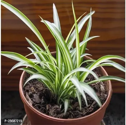 Platone Spider Plant Chlorophytum Comosum Spider Plant