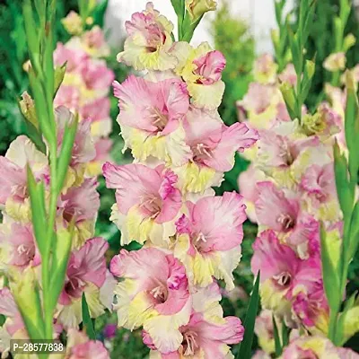 Platone Lily Plant TIGmlily93