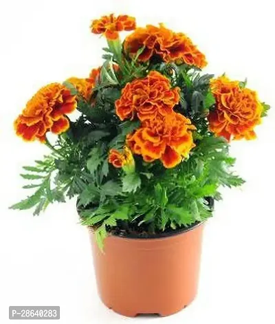 Platone Marigold Plant GSDLANTOJ_551-thumb0