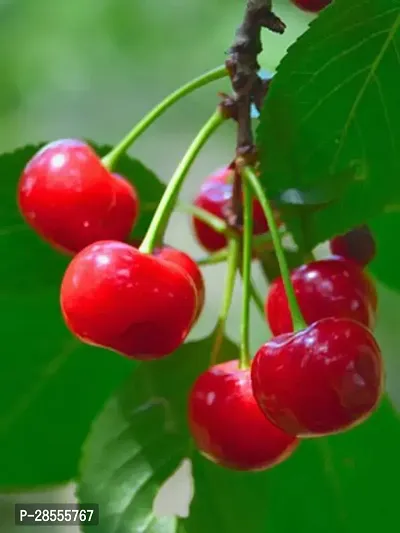 Platone Cherry Fruit Plant Cherry Plant-thumb2