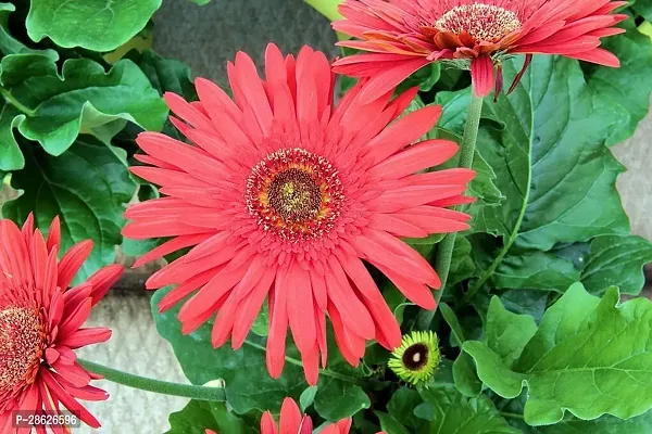 Platone Gerbera Plant GERBERA PLANT-Z23