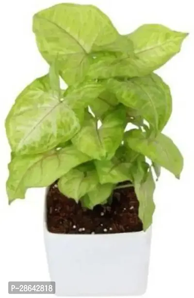 Platone Syngonium Plant Coro-Imps-1166