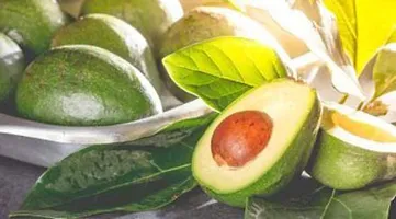 Platone Avocado Plant AVOCADO LIVE PLANT-thumb1