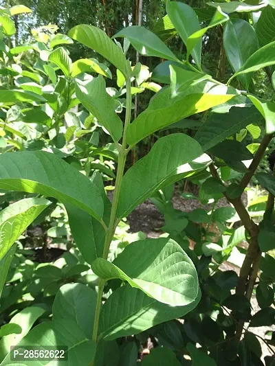 Platone Guava Plant Guava plant8