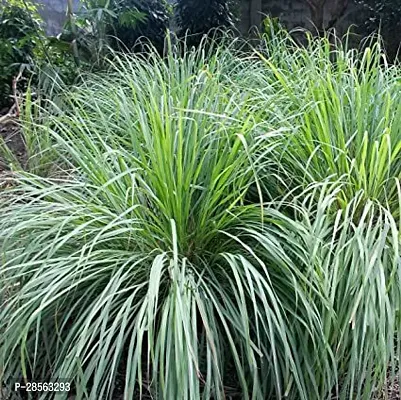 Platone Lemon Grass Plant LemonGrass Plant L-2