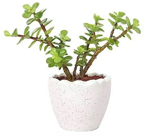 Hot Selling Plant & Planters 