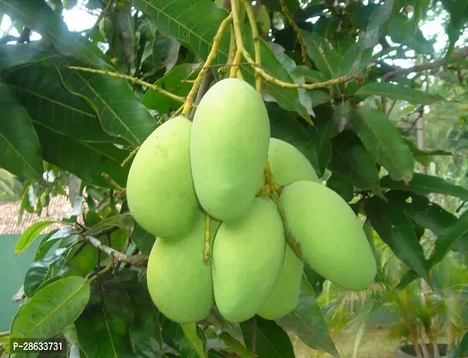 Platone Mango Plant Mango Fruit Live Plant Kolombo