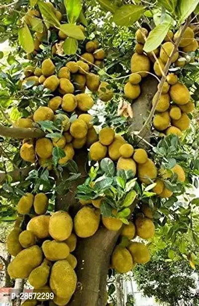 Platone Jackfruit Plant Live JackfruitArtocarpus heterophyllusKathal Vegetable Plants-thumb0