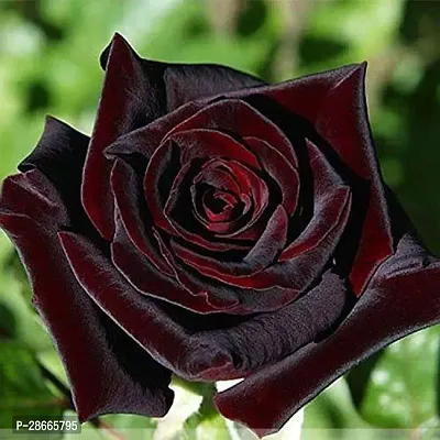 Platone Rose Plant Unique Black Rose Plant CF80055-thumb0