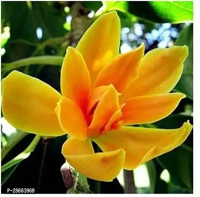 Platone Golden Champa Plant Son Champa Flower Plant-thumb0