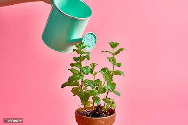 Platone Mint Plant MINT PLANT BFR