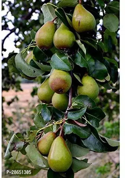 Platone Pear Plant pear79-thumb0