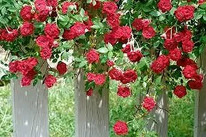 Platone Rose Plant ROSE PLANT O89-thumb1