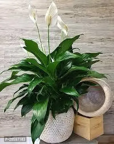 Platone Peace Lily Plant PEACE LILY FLOWER PLANT-P66-thumb0