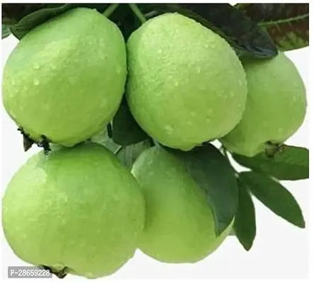 Platone Guava Plant Thai Guava Plant