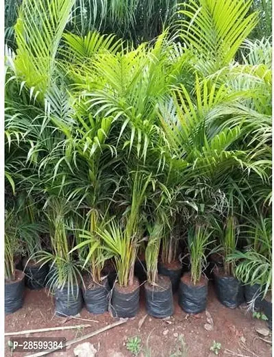 Platone Areca Palm Areca palm tree-thumb2