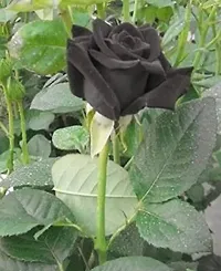 Platone Rose Plant Rose Plant ( KALAPANI BLACK)-thumb1