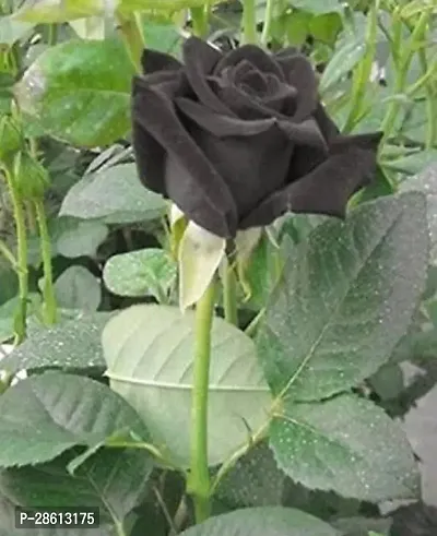 Platone Rose Plant Rose Plant ( KALAPANI BLACK)-thumb2