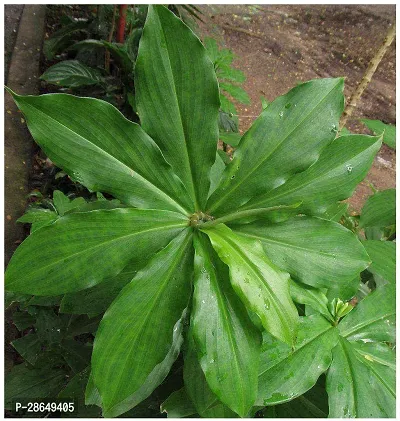 Platone Chamaedorea Plant Costus Igneus - Insulin Live Plant-thumb0