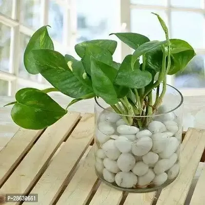 Platone Money Plant Coro-Imps-1245-thumb0