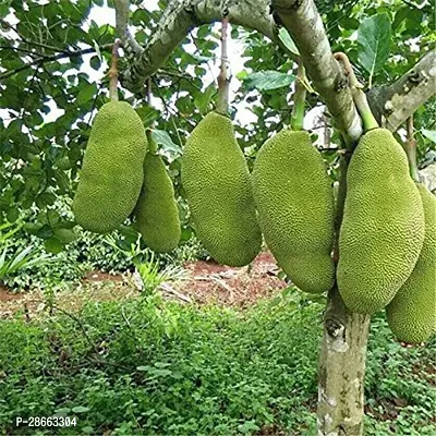 Platone Jackfruit Plant Live Plant Jack Fruit Sweet Rare JackfruitDwarf Variety - Grafted Highly Ornamental All Season Container Suitable Plant Garden Plant(1 Healthy Live Plant)