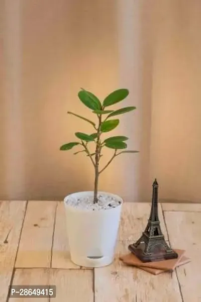 Platone Ficus Compacta Plant Ficus Compacta Plant With Self Watering Pot-thumb0