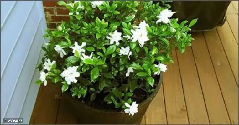 Platone Jasmine Plant jasmine plant 9595