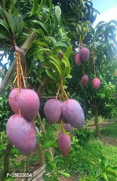 Platone Mango Plant Live Dwarf Thailand MangoPlant-thumb2