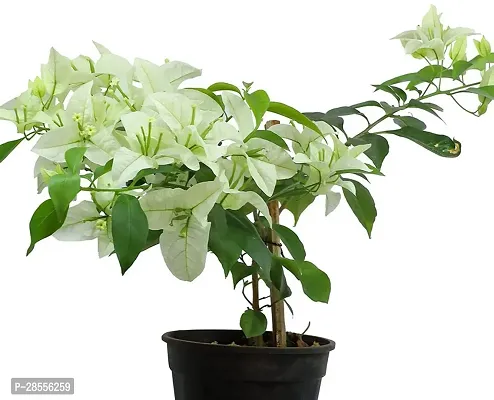 Platone Baugainvillea Plant AaravBOUGAIN62S-thumb3