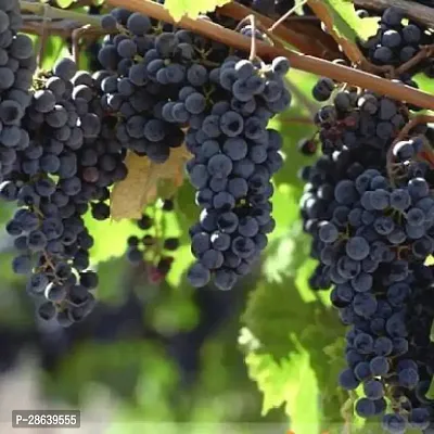 Platone Grape Plant black grapes fruit plant