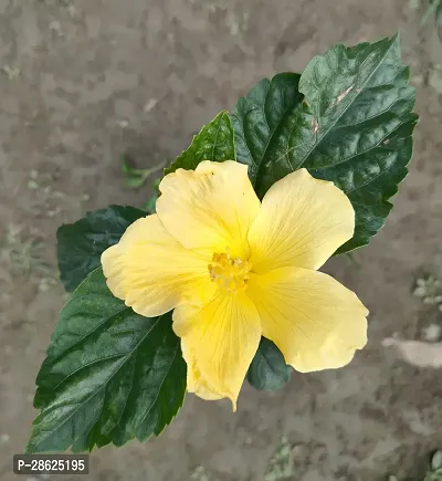 Platone Hibiscus Plant Hibiscus Australian yellow-thumb3