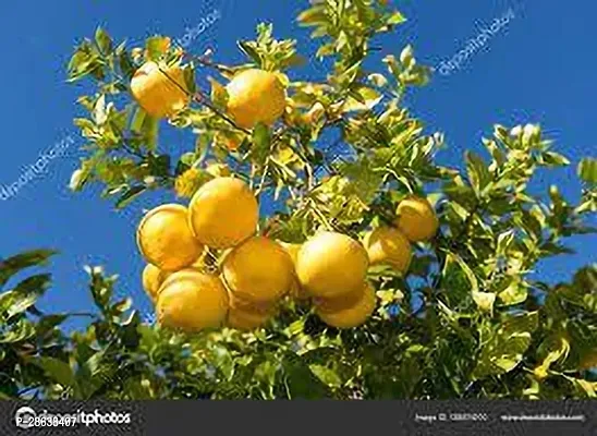 Platone Pomelo Plant POMELO PLANT VBN