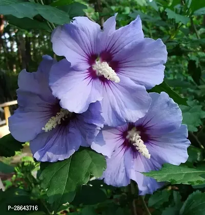 Platone Hibiscus Plant IBICUS43