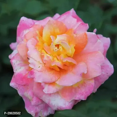 Platone Rose Plant Rose (Pink Yellow) - Plant