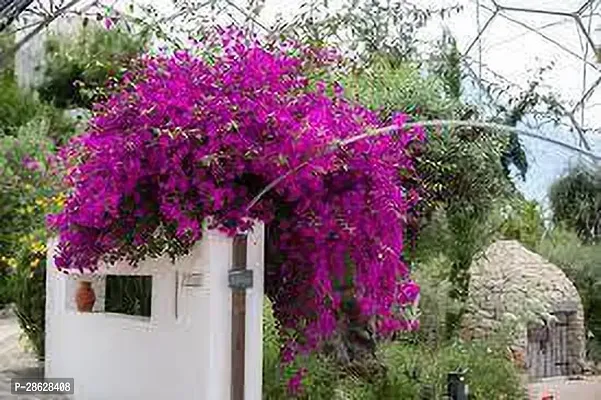 Platone Bougainvillea Plant MKFD52