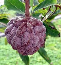 Platone Custard Apple Plant Gardening-thumb2