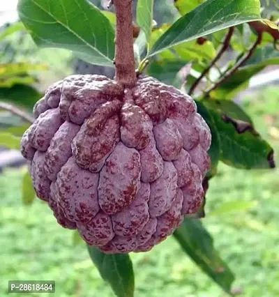 Platone Custard Apple Plant Gardening-thumb3