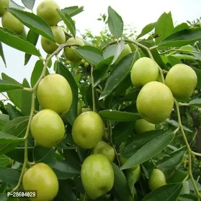 Platone Custard Apple Plant Custard Apple Plant-15-thumb0