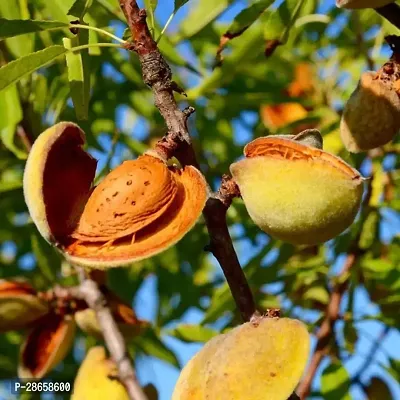 Platone Almond Plant Plants 6890-thumb0