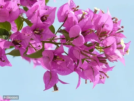 Platone Bougainvillea Plant KAGAZI-01