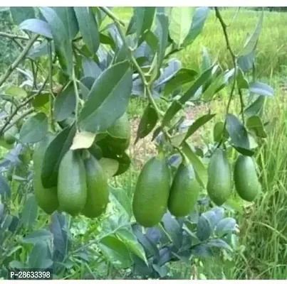 Platone Lemon Plant Assam lemons Plant-thumb0