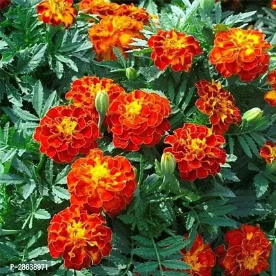 Platone Marigold Plant Plants 004