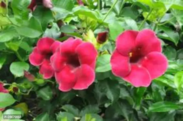 Platone ZZ Plant Mandevilla Plant RedCF1