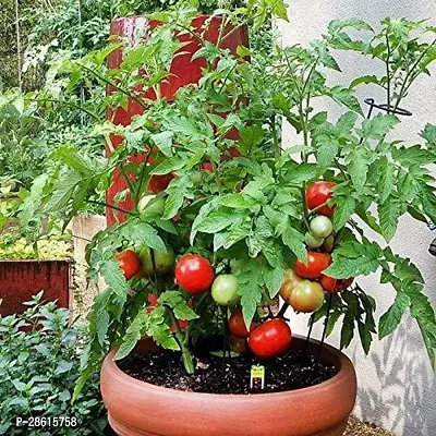 Platone Tomato Plant GHBVH48